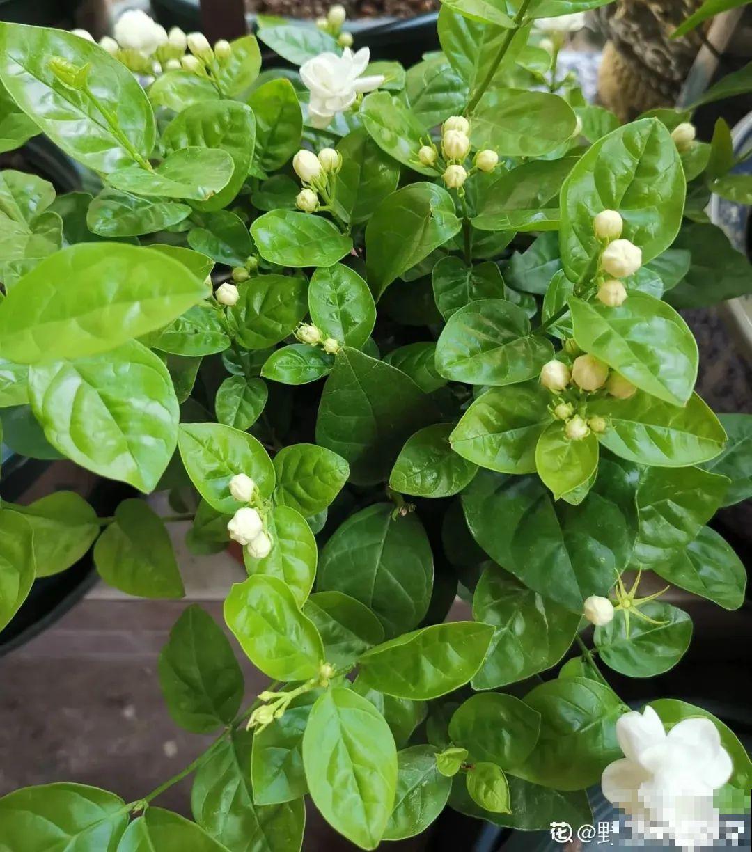 2月养花下狠手，剃光头、撸光叶，越狠越开花！