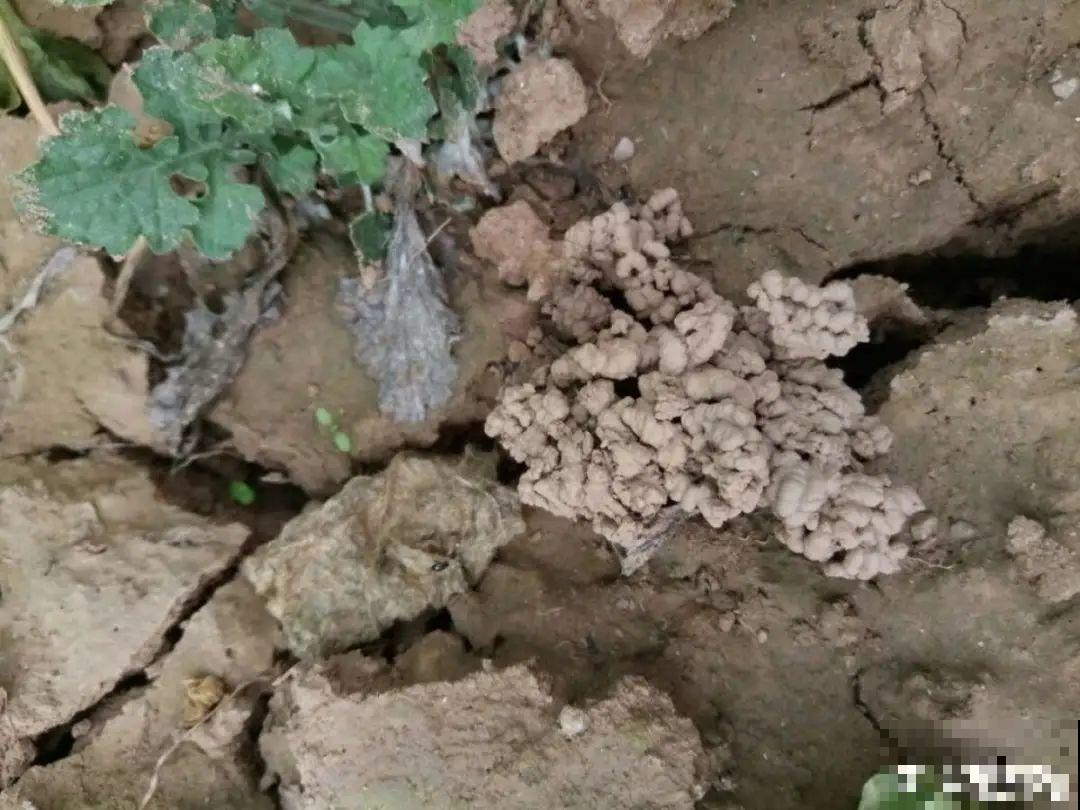 花盆里长了个“蛋”，赶紧换盆，否则必死无疑！