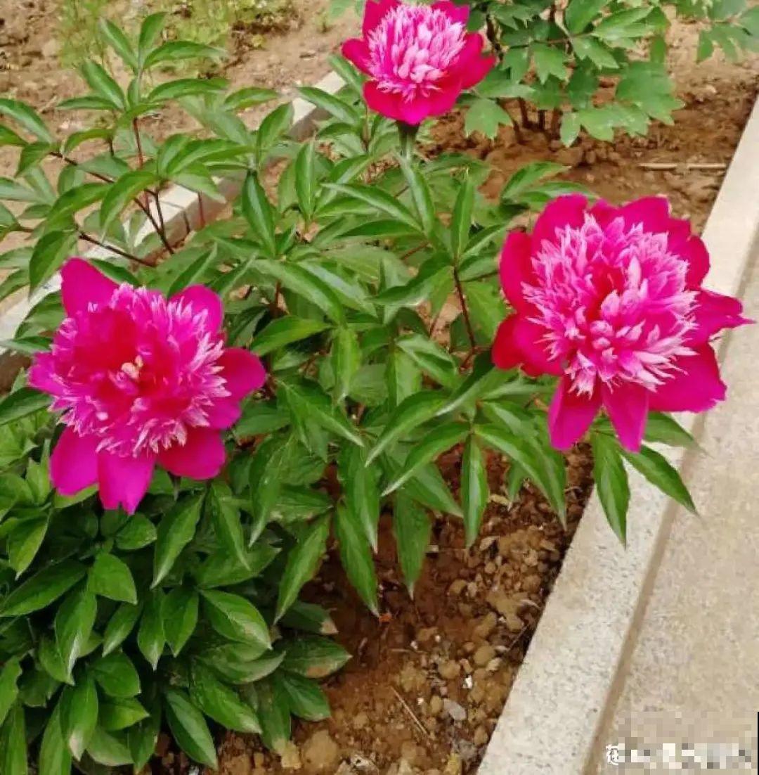 超级耐旱花，整个冬天不浇水，还能胖一圈！