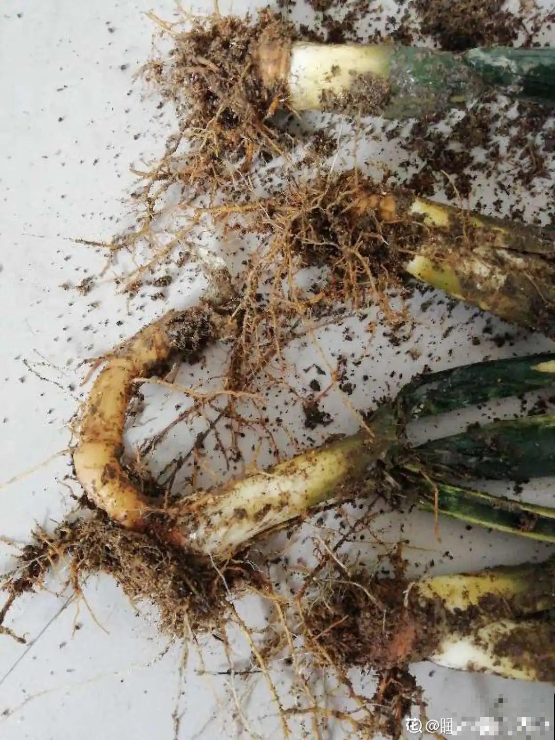 春天给花分株，1盆变成多盆，很快爆盆