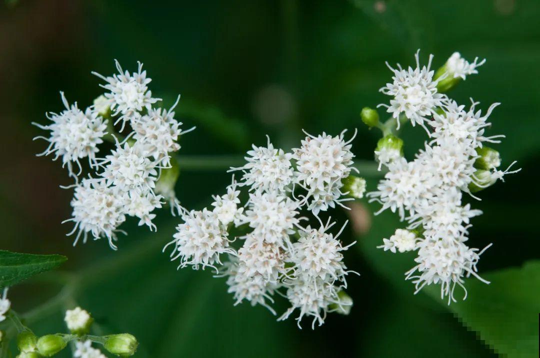 听说有的花能吃人,听着都害怕,是真的吗? 听说有的花能吃人,听着都害怕,是真的吗?