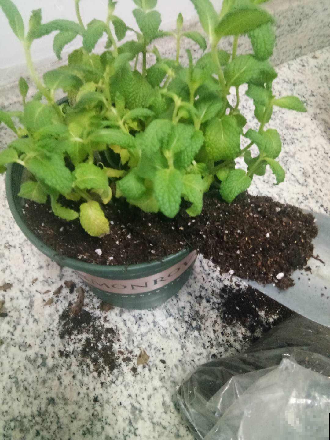 这4种情况不能换盆！不然花养不好，还容易烂根！