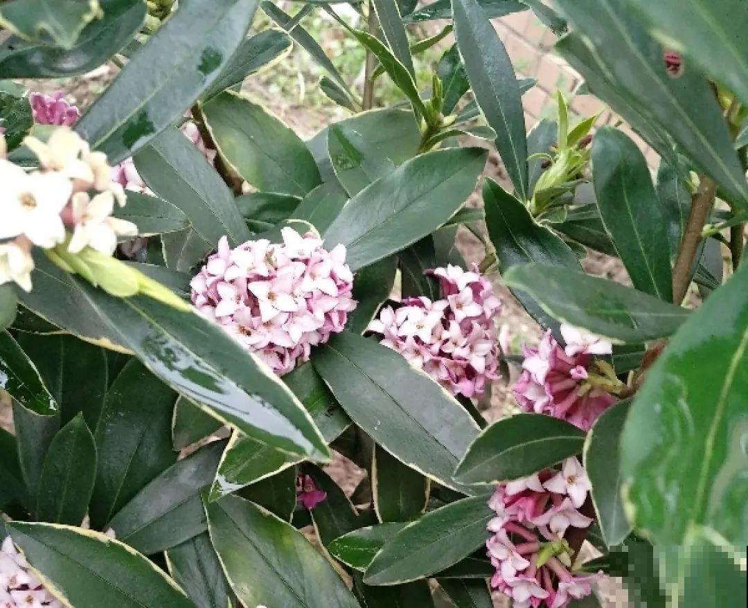 冬天的5种花特香，越冷越开花，像是喷了香水