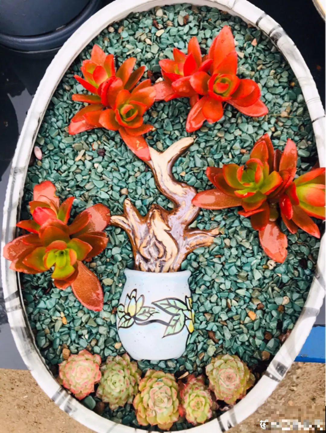 有个小阳台，养满多肉，满满的幸福感！