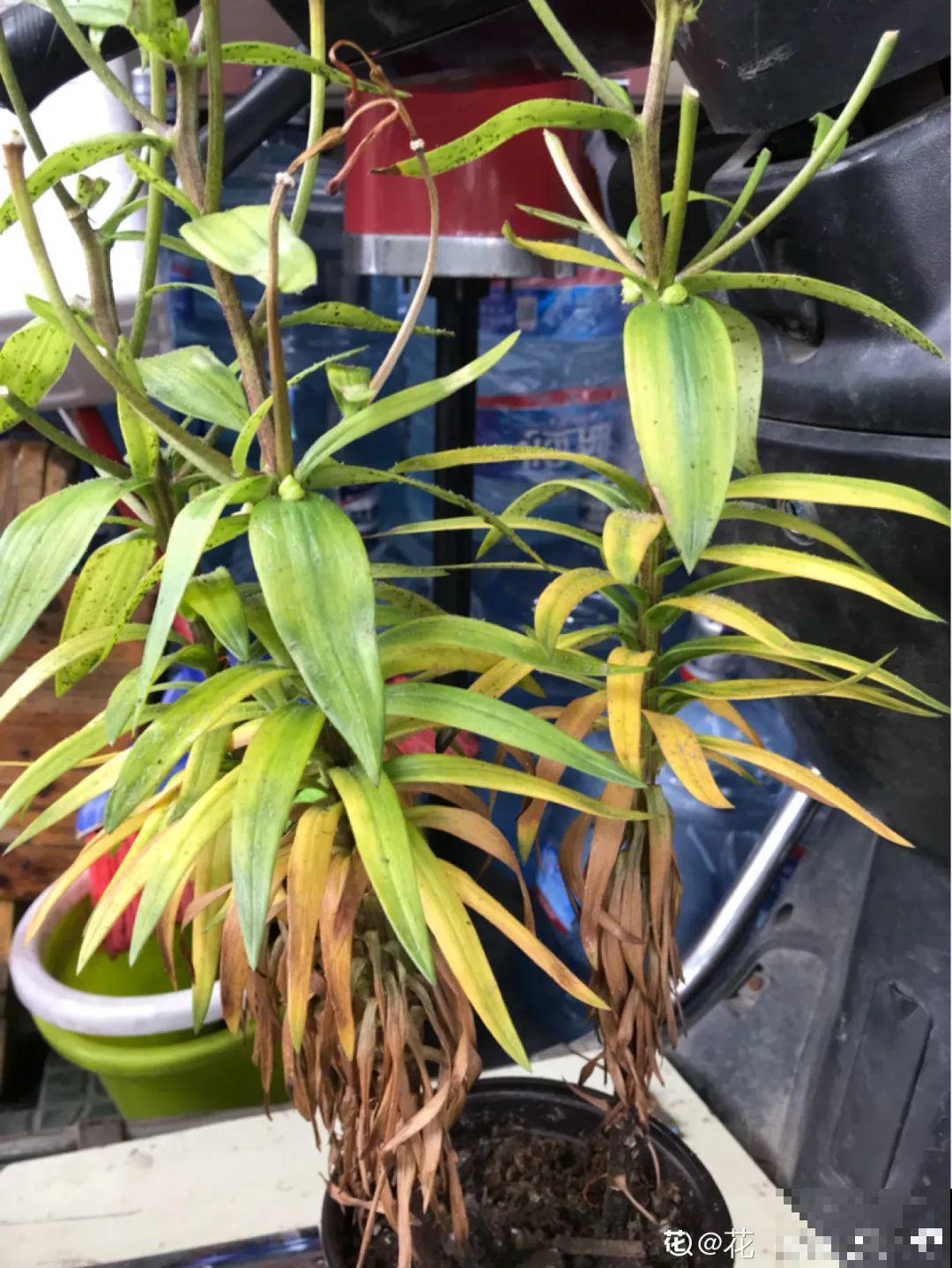 路边别人丢的大花盆，看着眼馋，好想捡回家