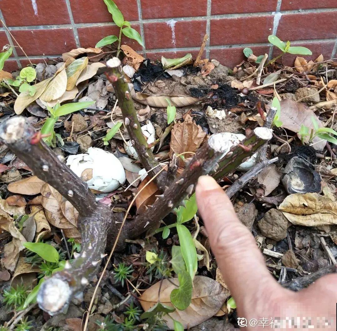 管住手！这几样事少做，花才能安稳过冬！