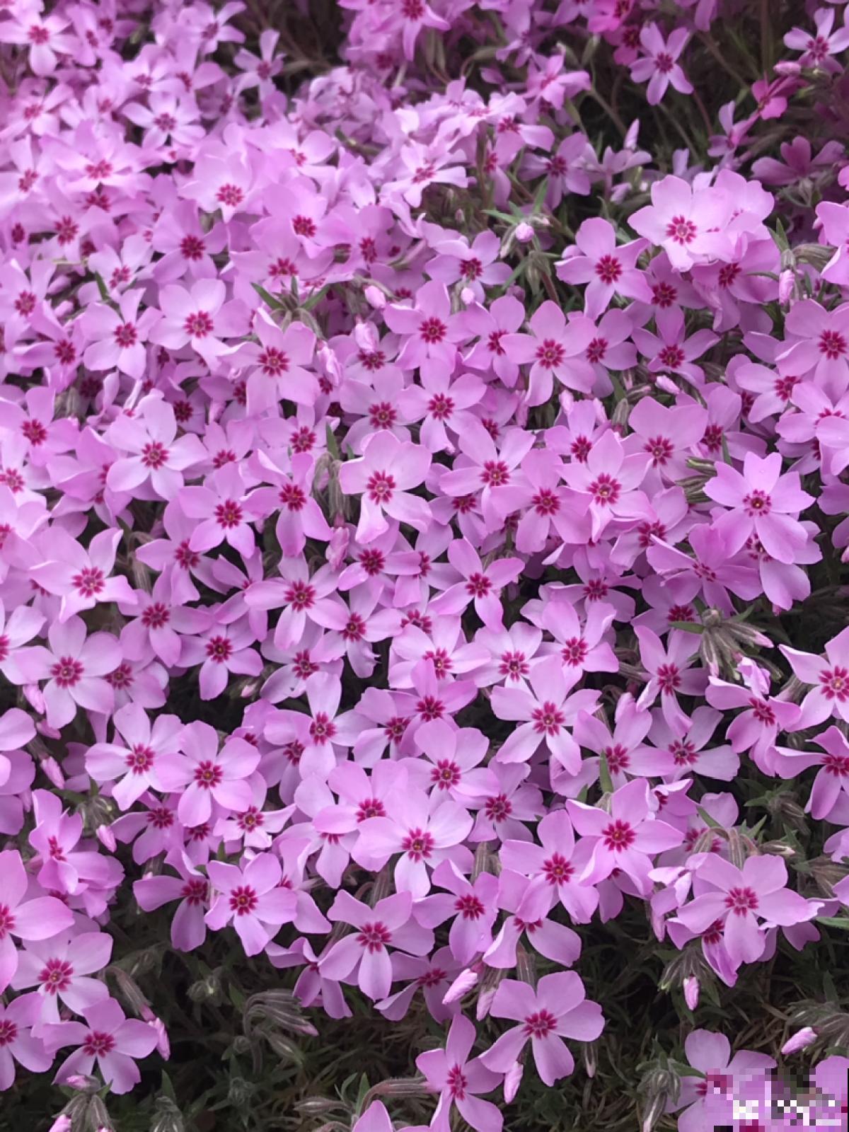 4种花是个种院子里，春天撒种子，夏天就开成花海