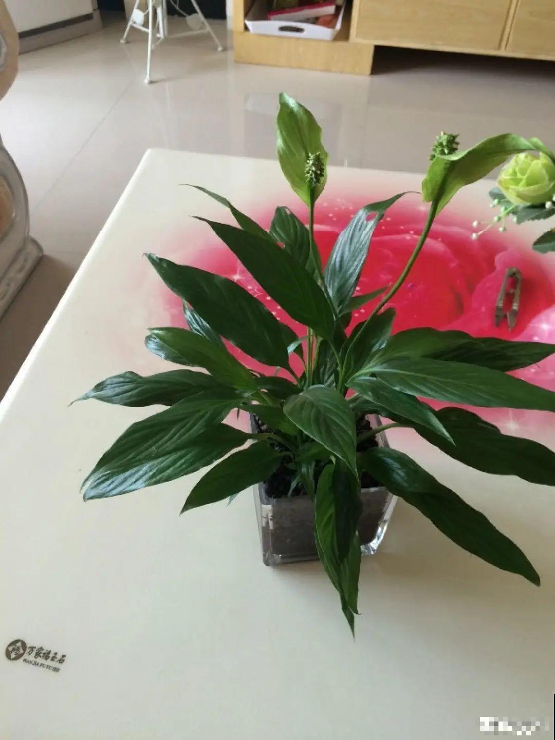 8种难养的花，脱土脱盆泡水里，越浇水长得越旺！