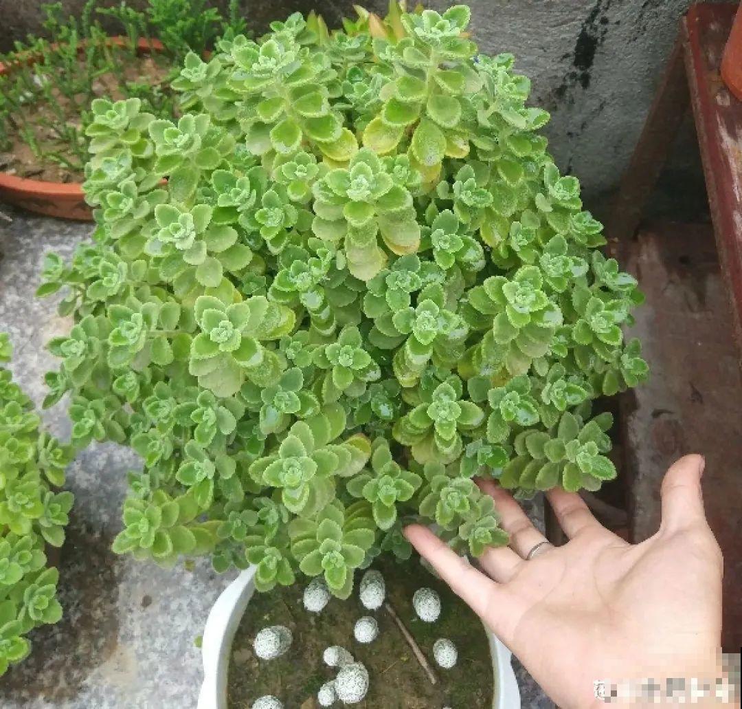 20种花春天开得正盛,花期长、容易爆花,虫害少! 20种花春天开得正盛,花期长、容易爆花,虫害少!