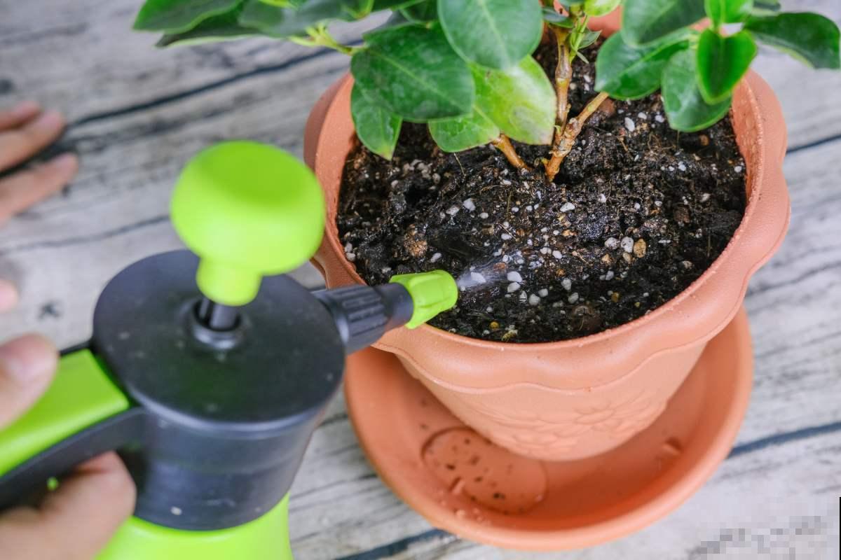 这种花开花似“仙鹤”，掌握养护要点，盆盆仙气十足！