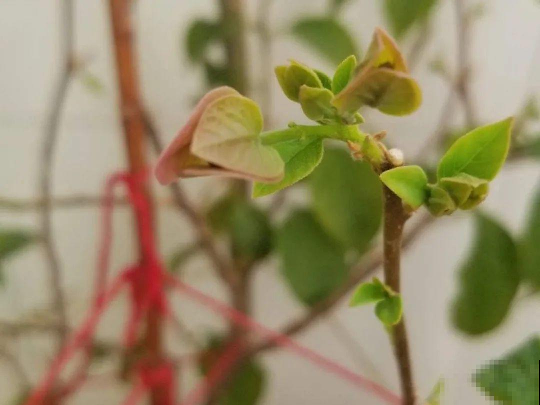 10个养花偏方,一般人我不告诉他,养花太好用 10个养花偏方,一般人我不告诉他,养花太好用