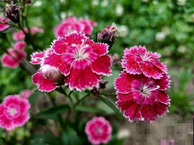 石竹花开花漂亮，养护起来还很简单，家里有院子的一定不要错过！