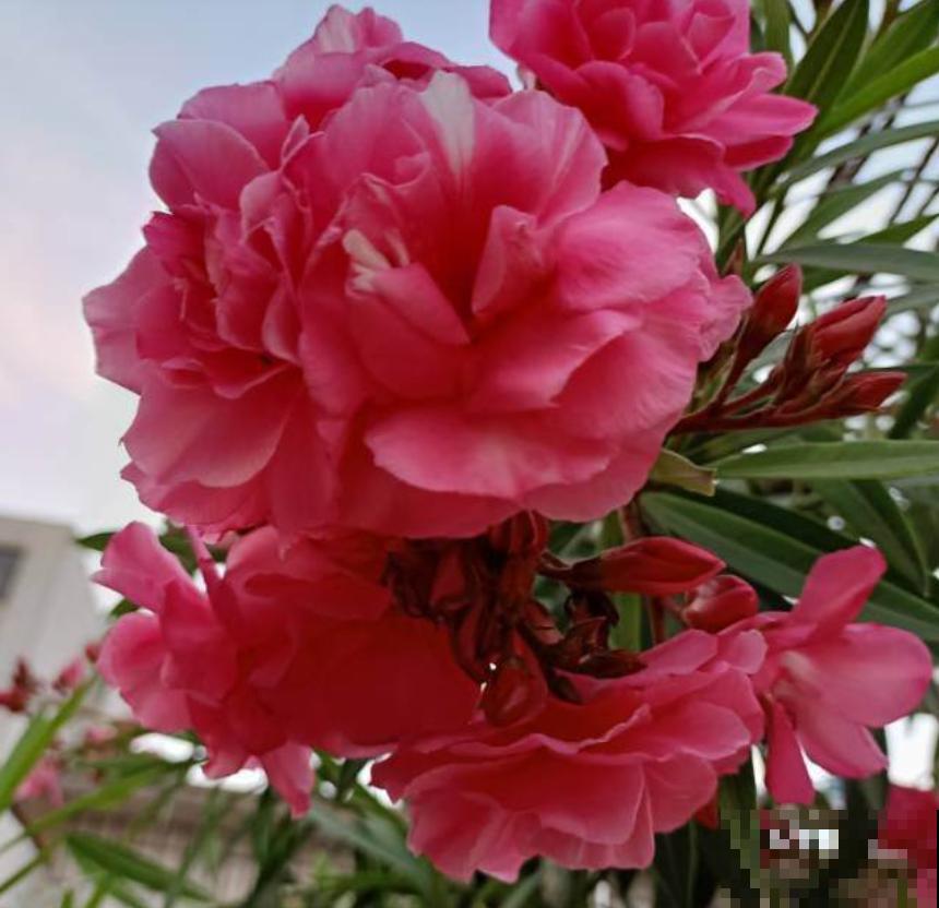 家里的蟑螂太烦人？养上几盆花，“大强”躲得远远的！