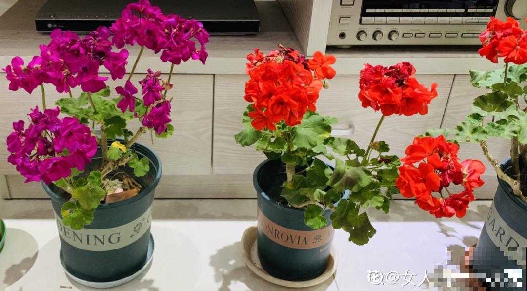 现在扦插超好活，剪根枝，捂3天，冒出狗牙根！