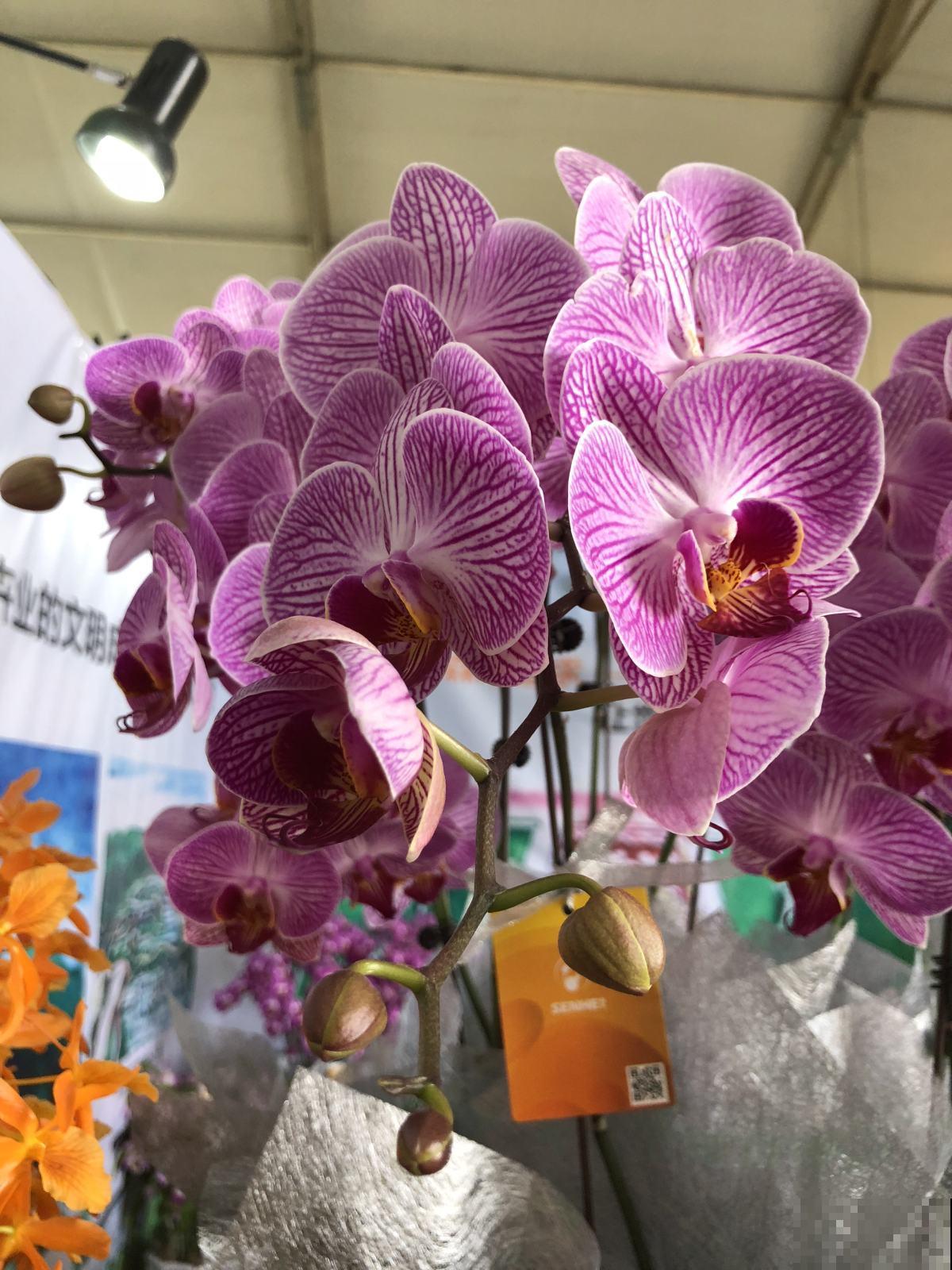 蝴蝶兰其实超级好养,抓住4个关键点,花朵满阳台! 蝴蝶兰其实超级好养,抓住4个关键点,花朵满阳台!