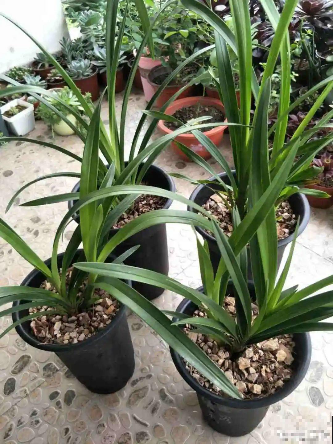 家里的花生壳别丢，拿来养花效果好，根系太旺盛