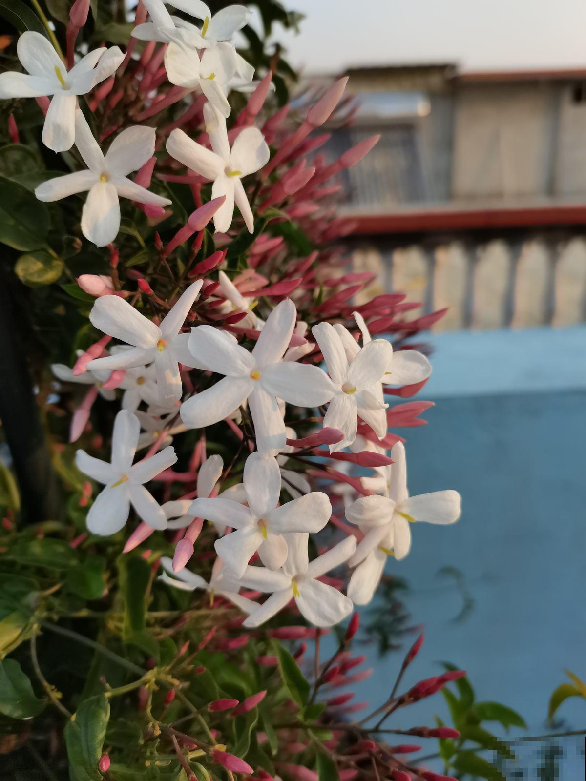 3个养花坏习惯，要赶紧改掉，不然花养得再多也养不好