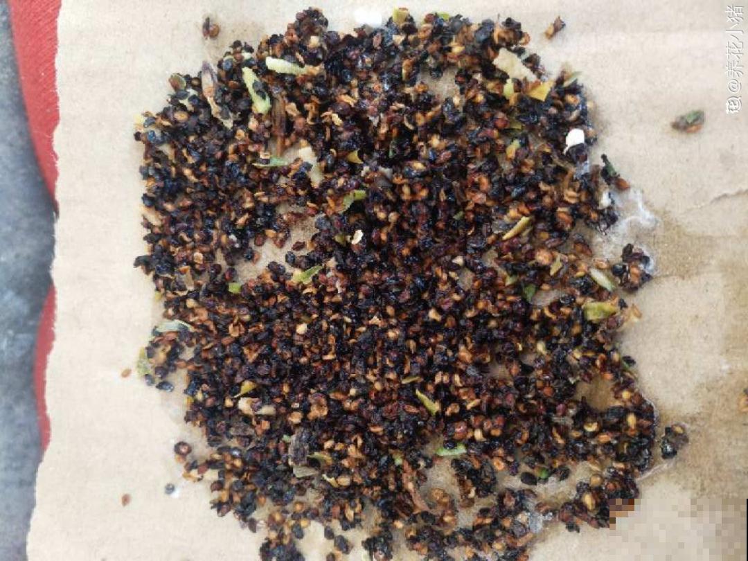 买花种子总是不对版,记住这些种子,少上当! 买花种子总是不对版,记住这些种子,少上当!