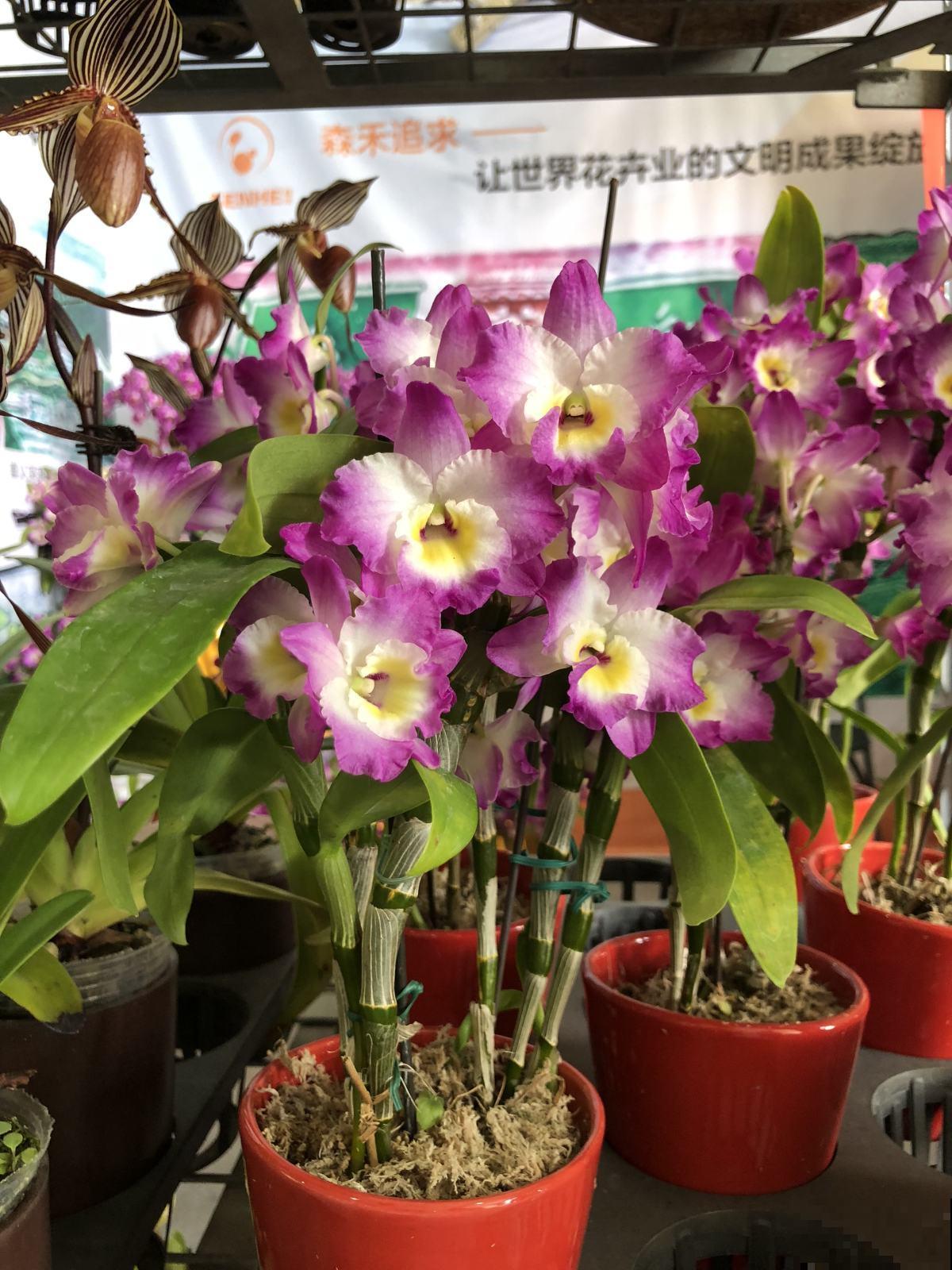 石斛花这么养，不黄叶不烂根，轻松养成“小瀑布”！
