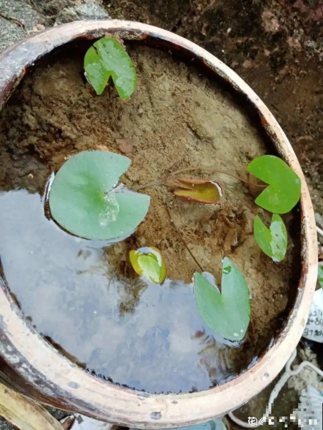家里养盆“花中睡美人”，一天灌一瓢水，开花多得大缸放不下！