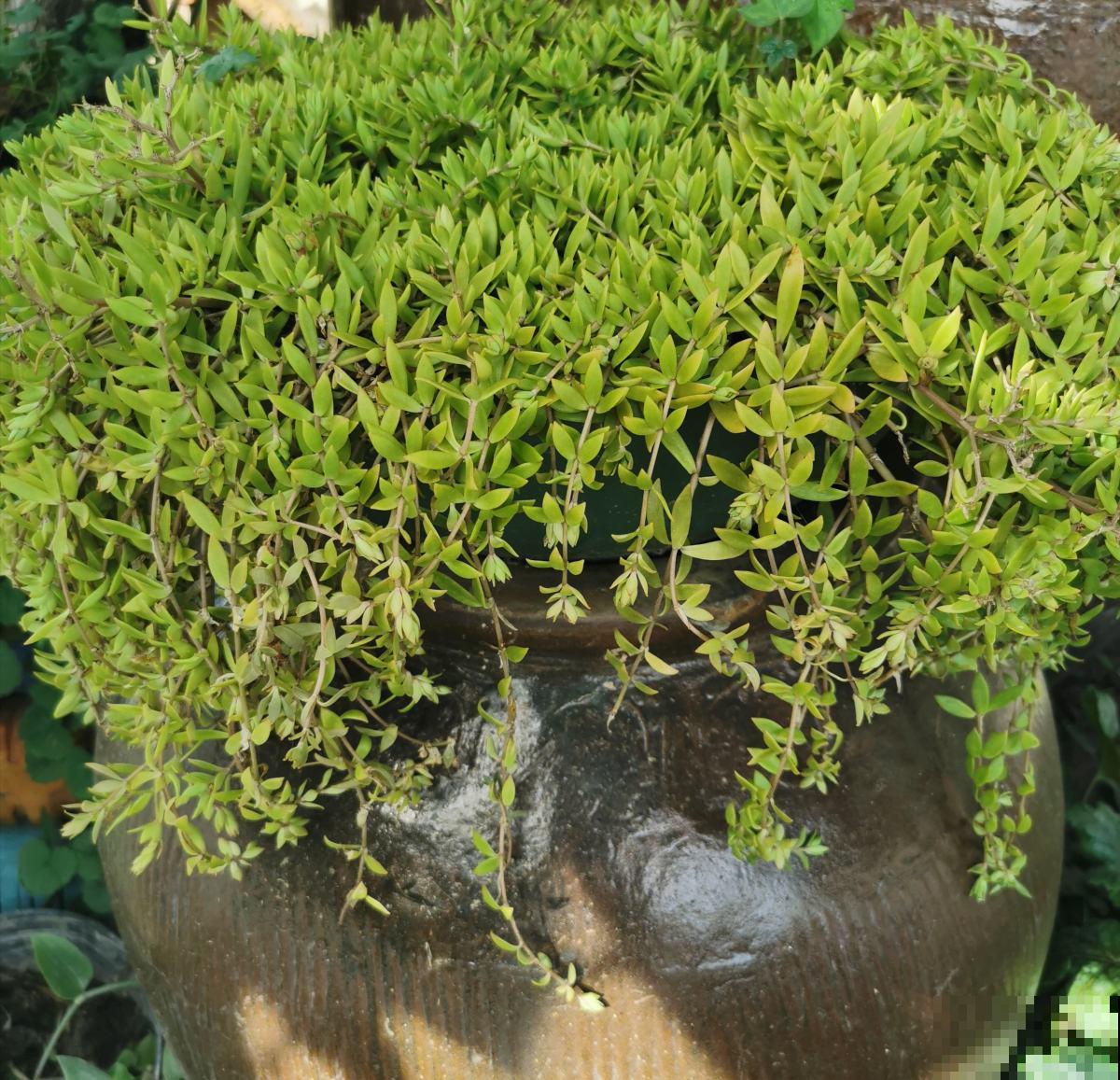 垂盆草生命力顽强，做好这4点，轻松长爆盆！