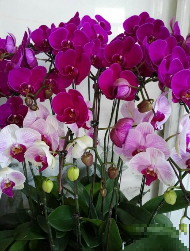 5种财运花,只要养一盆,寓意财源滚滚来 5种财运花,只要养一盆,寓意财源滚滚来