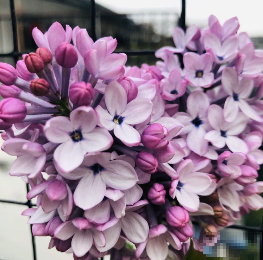 手把手教你养丁香，花开的时候美成一片，太值了！