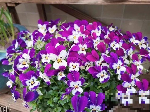 5年的花园，消失只要3天，全没了……