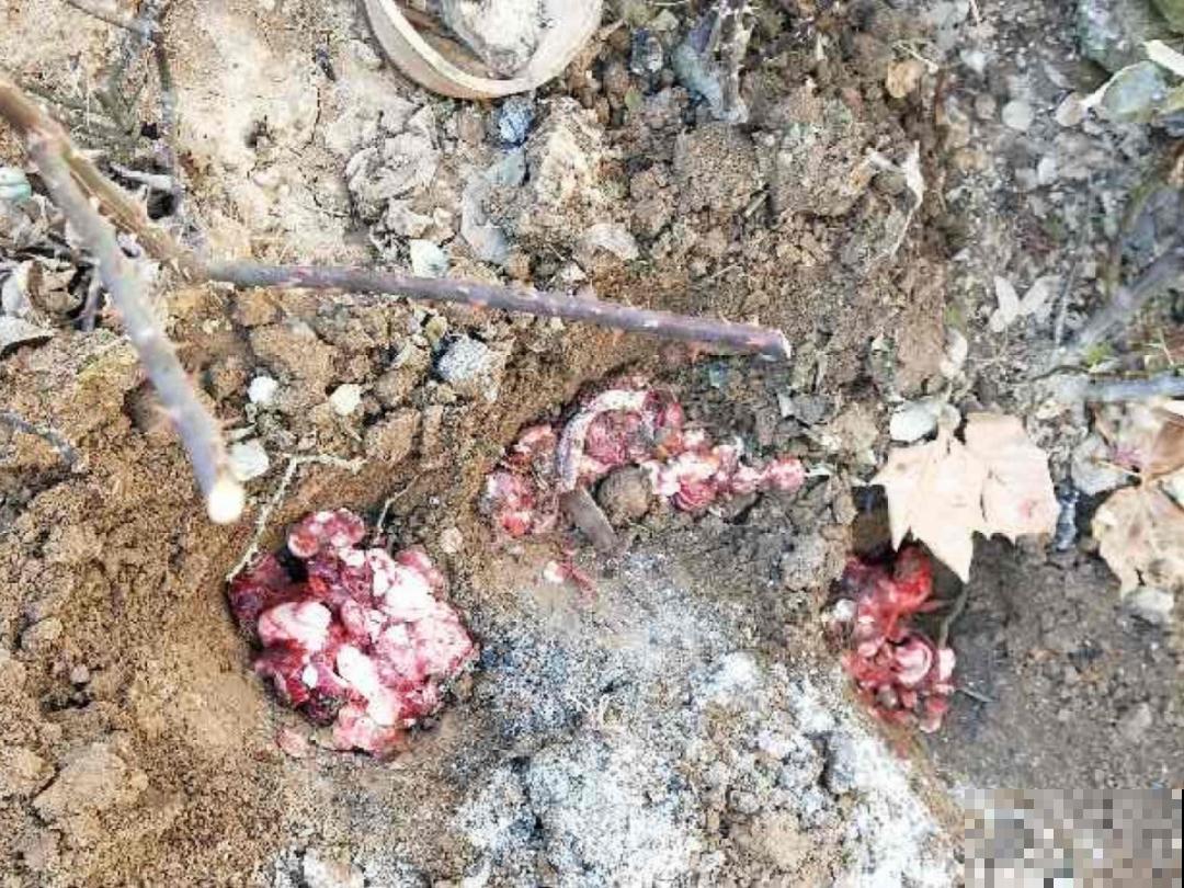 鱼肠肥、大骨粉，现在埋几勺，春天开花上百朵