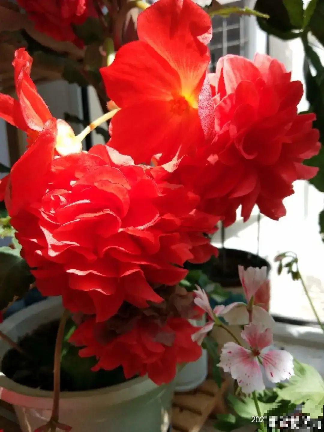 1种花不能用大盆，盆越小，水越少，开花更爆盆！