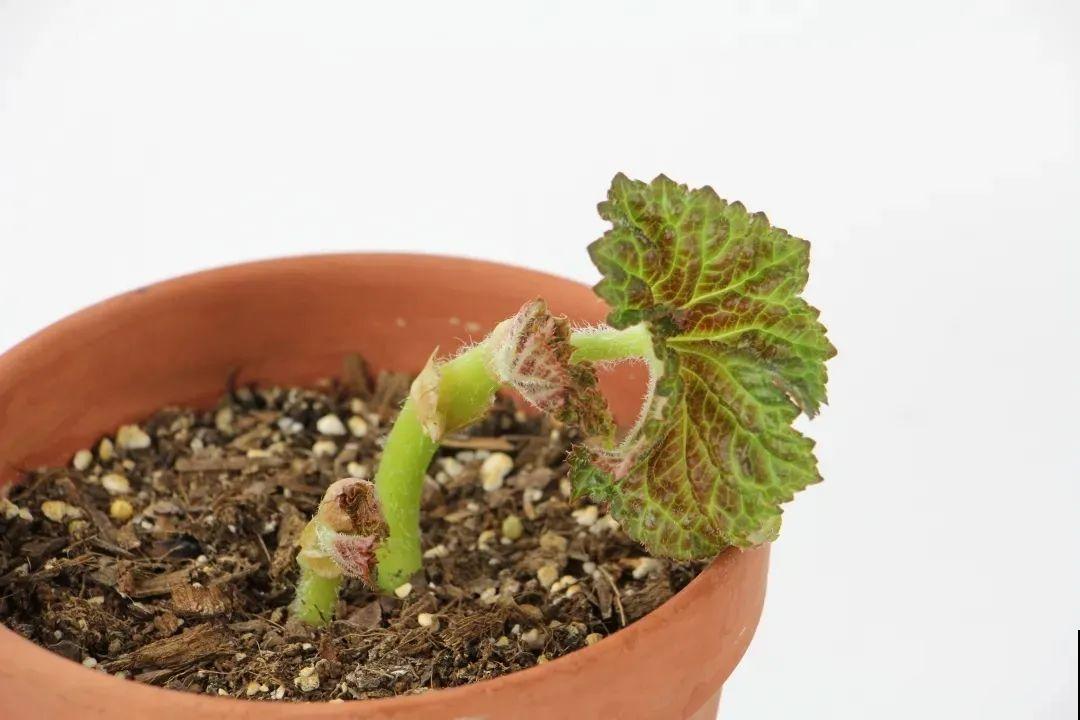 1种花不能用大盆，盆越小，水越少，开花更爆盆！