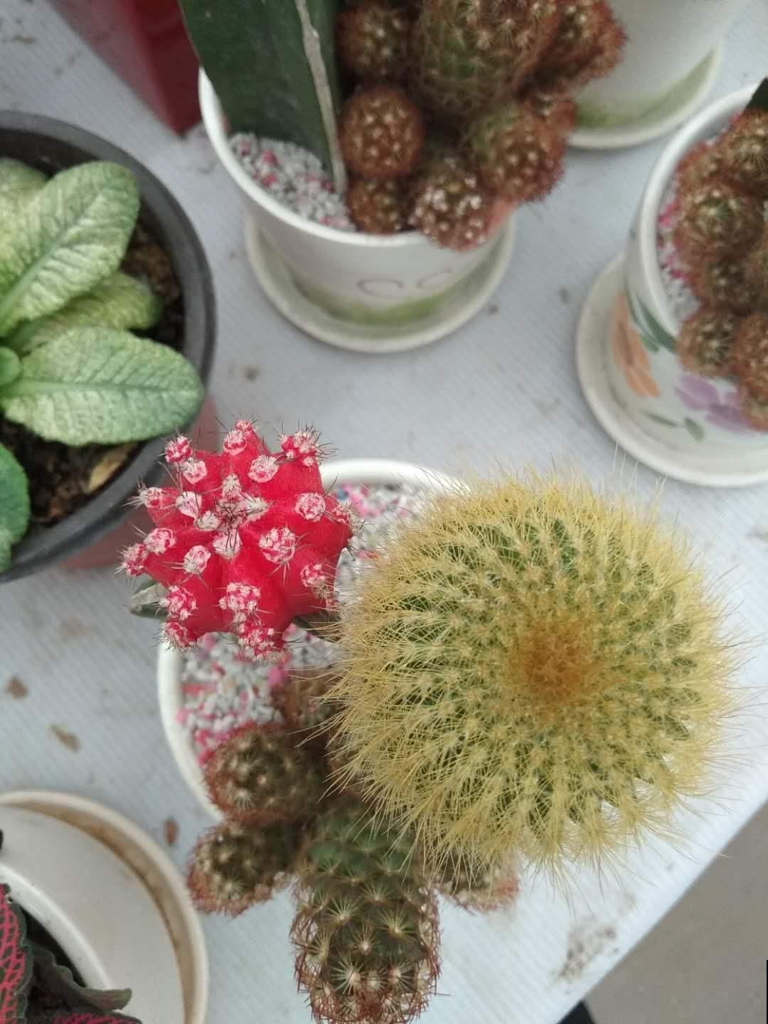 不是所有植物都能喷水养护，这4种千万别喷水，不然很容易黄叶！