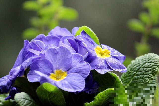 报春花是春天的信使,清新又可爱,掌握养护技巧才能养得好! 报春花是春天的信使,清新又可爱,掌握养护技巧才能养得好!