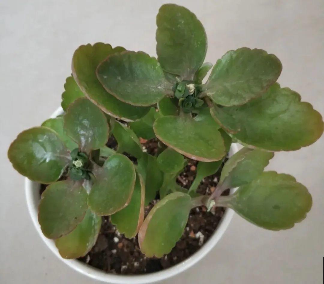 长寿花开完第一茬，赶紧剪掉，20天后又能开花