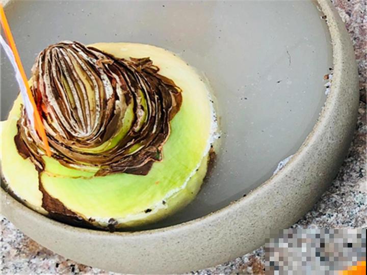 多菌灵不会用，就算春天买再多花，最后可能也死翘翘