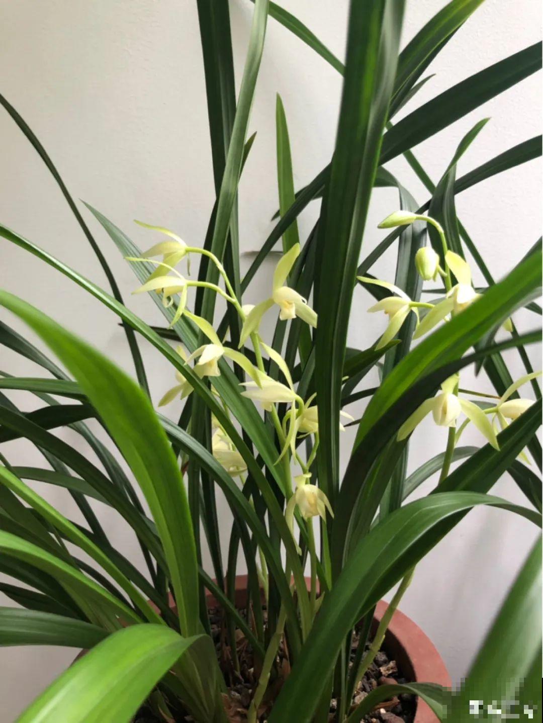 不同的花有不同的性格,你养的花,代表你是什么样的人? 不同的花有不同的性格,你养的花,代表你是什么样的人?