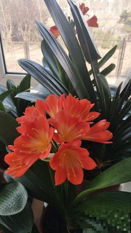 君子兰叶子越长越小，搬到太阳地儿使劲晒，叶子油亮翠绿特精神