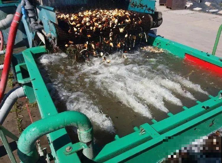 开花比脸大的百合，种下一个球，能爆一大窝球崽！