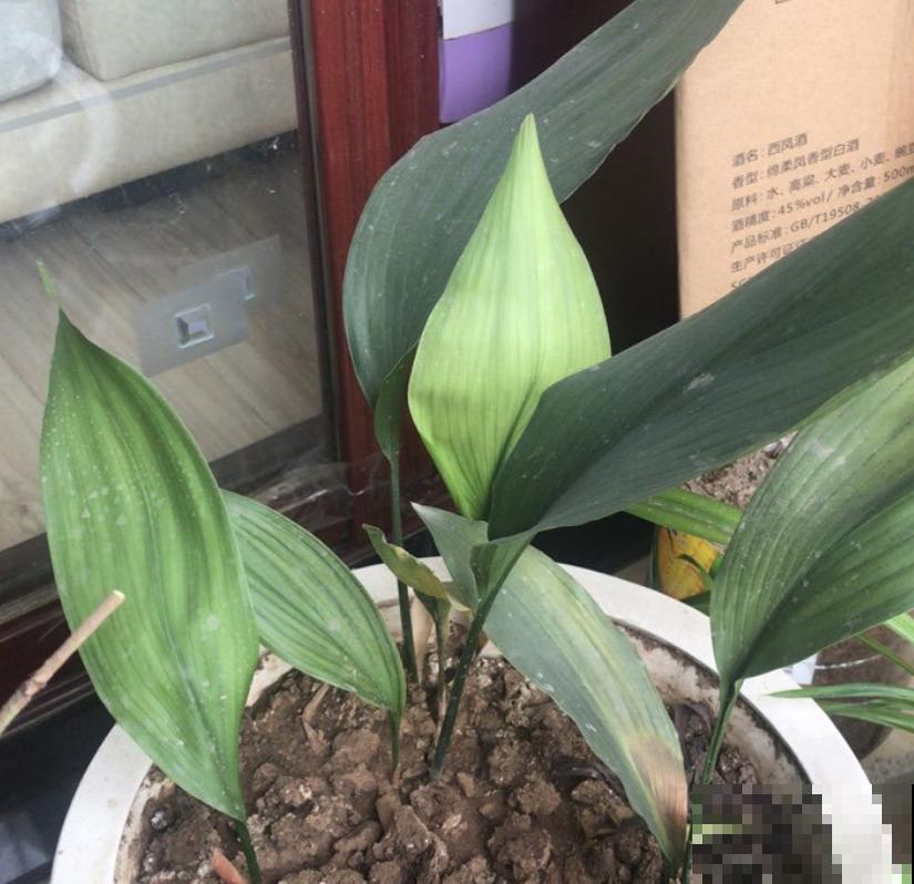 一叶兰耐阴又耐旱,皮实又好养活,注意3点咋养都好! 一叶兰耐阴又耐旱,皮实又好养活,注意3点咋养都好!