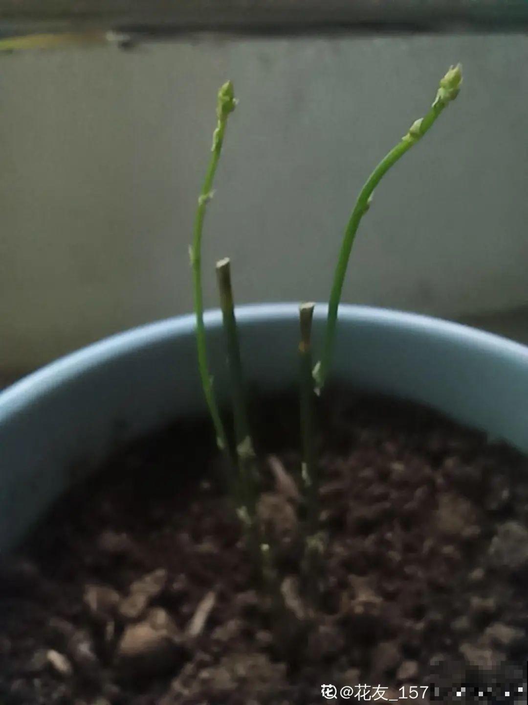 虎皮兰扒层土，嗖嗖冒芽，长得特旺