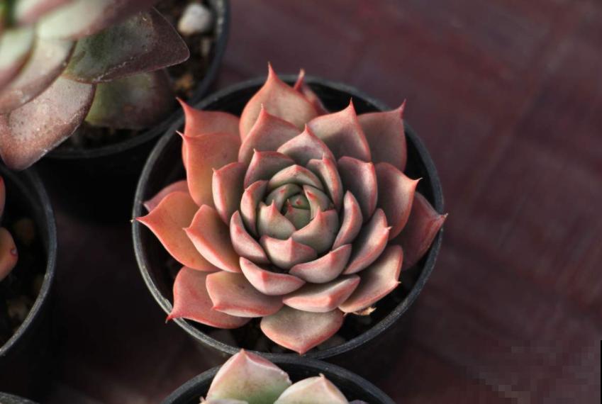 买多肉的3个“雷区”,新手一踩一个准,需谨慎! 买多肉的3个“雷区”,新手一踩一个准,需谨慎!