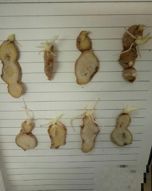 晚饭里的姜丝能不能吃？答案很重要，不能乱吃！