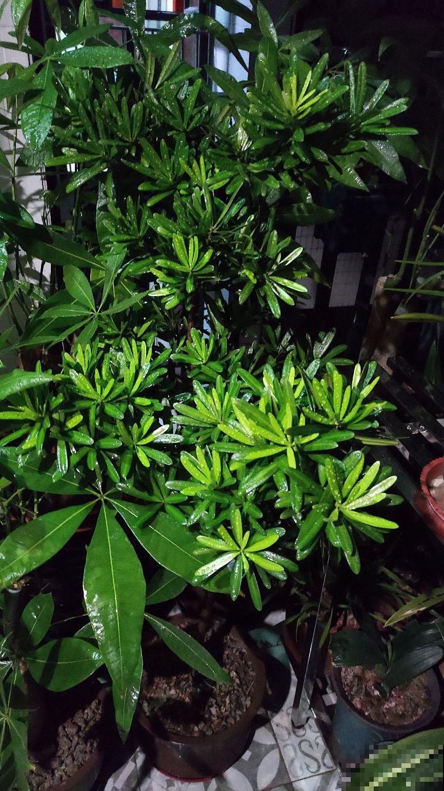 家里养盆守家树，镇宅纳福，一年到头红红火火