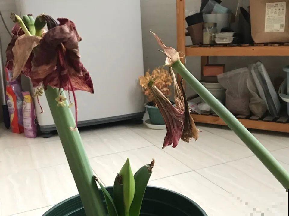 朱顶红埋土里，如何能年年开花，球变大、变多？