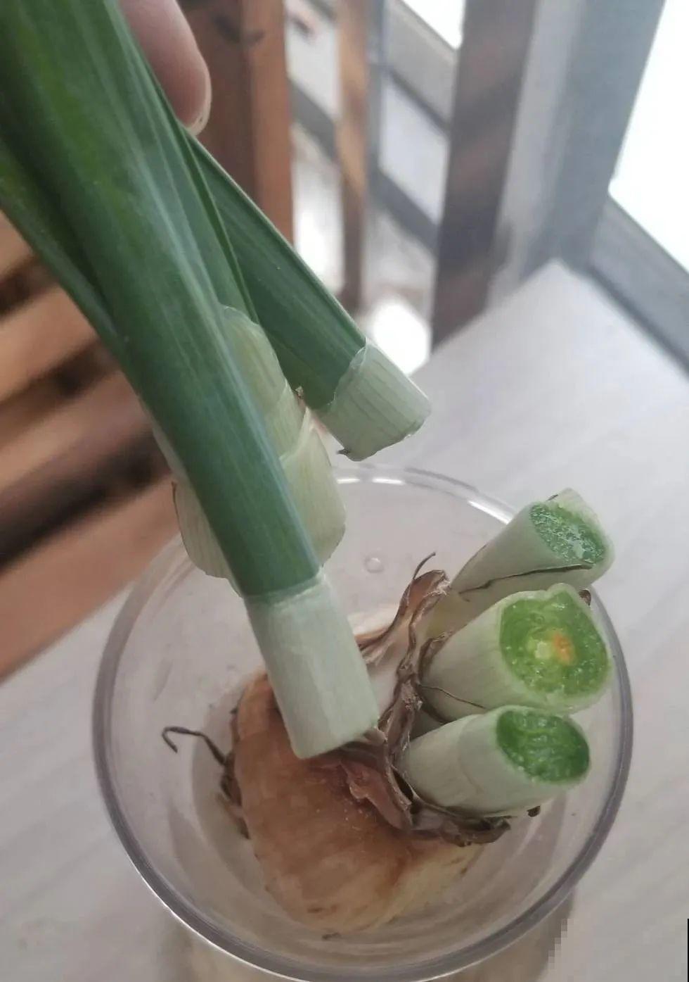 花长得像蔬菜，那也不能吃，有毒的！