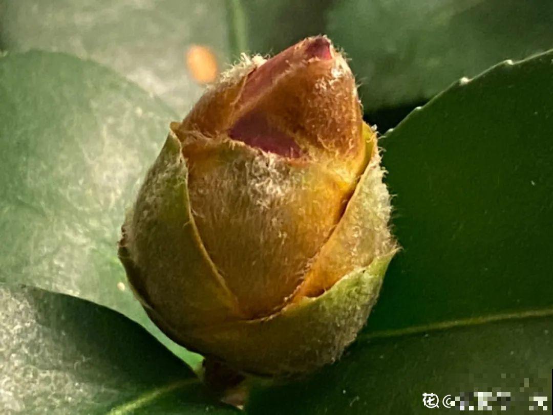 花还没开，花苞掉了一地，再不管就完了！