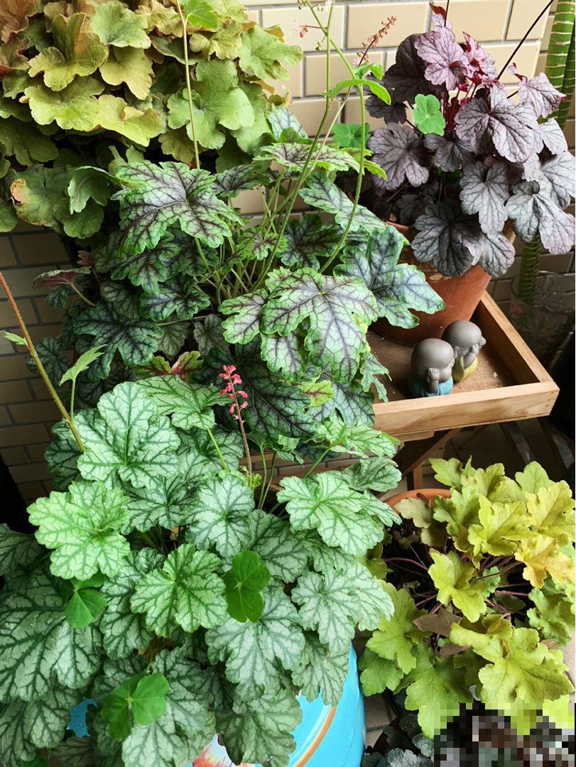 阴暗潮湿角落养4种花，耐阴耐潮湿，开花超美