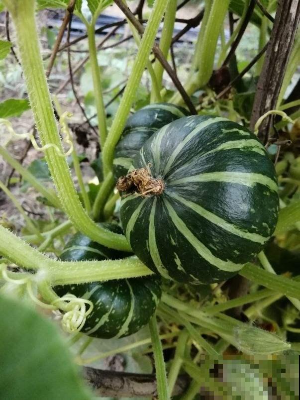 想减肥吃的健康是关键，还得搭配运动，才能健康减重