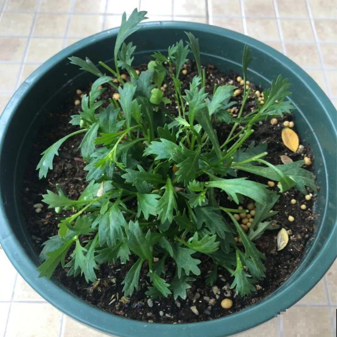 7种“剃头花”，正月下剪刀，下个月就爆盆