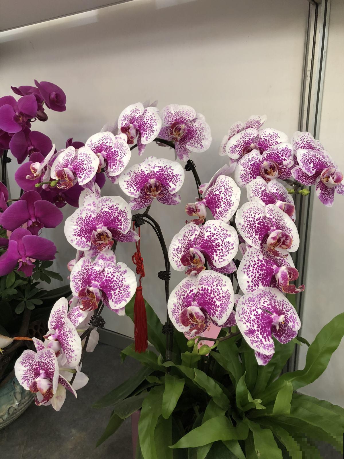 最热门的“年宵花”，春节随便养一盆，热闹又喜庆！